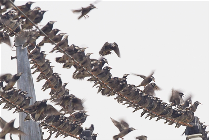 zVNh,Common Starling